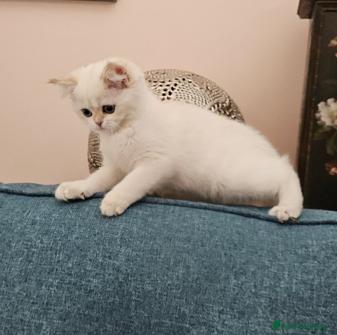 Scottish Fold cats for sale: Excellent Scottish straight kittens  - Image 22