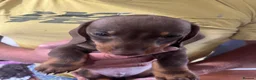 Miniature Dachshund dogs for sale: REDUCED KC Miniature dachshund READY TO LEAVE  - Advert 6