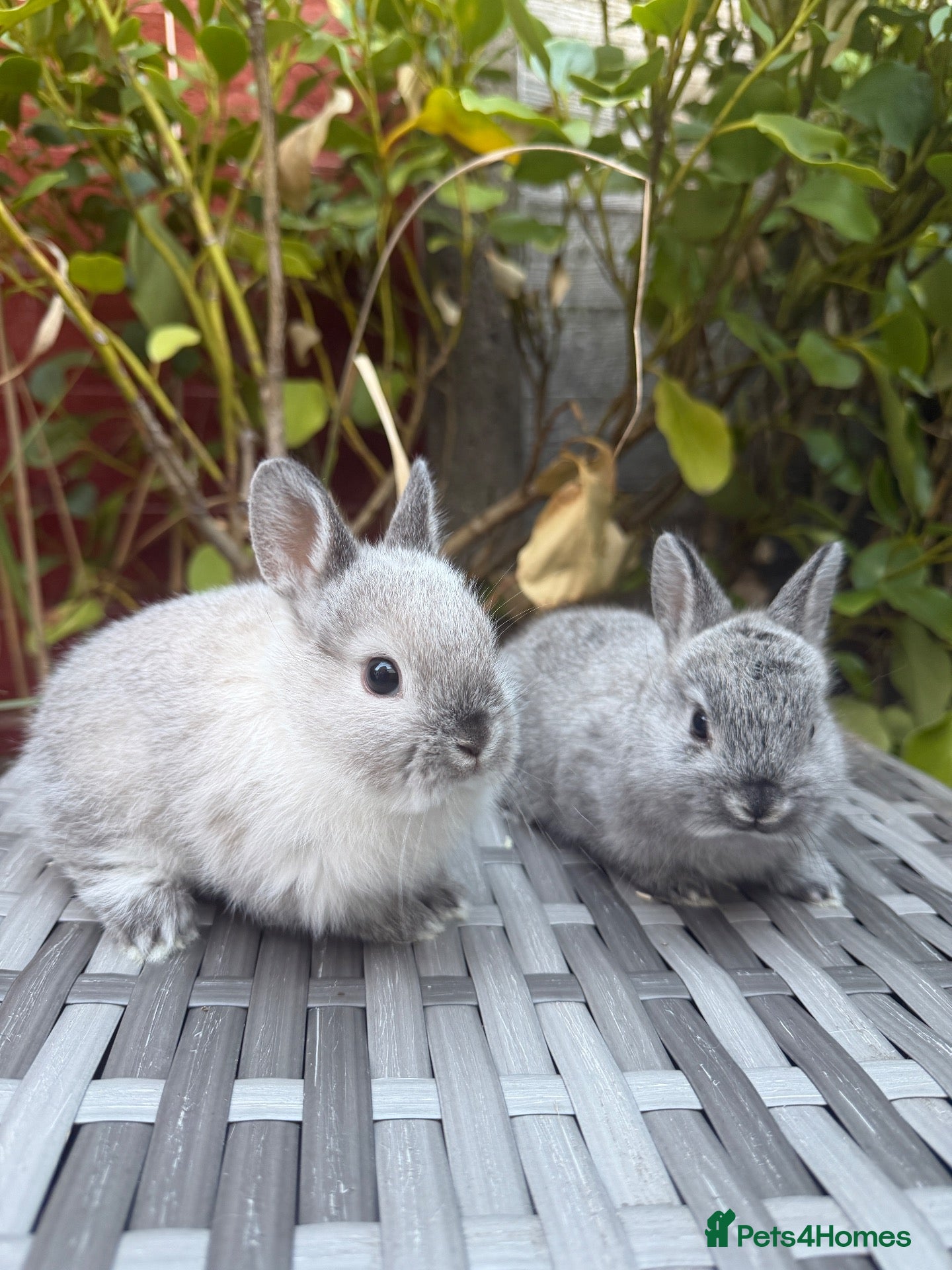 Netherland Dwarf rabbits Last Male Available Pure Netherland-Dwarf - Advert 5