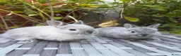 Netherland Dwarf rabbits for sale: Pure Netherland-Dwarf - Advert 7