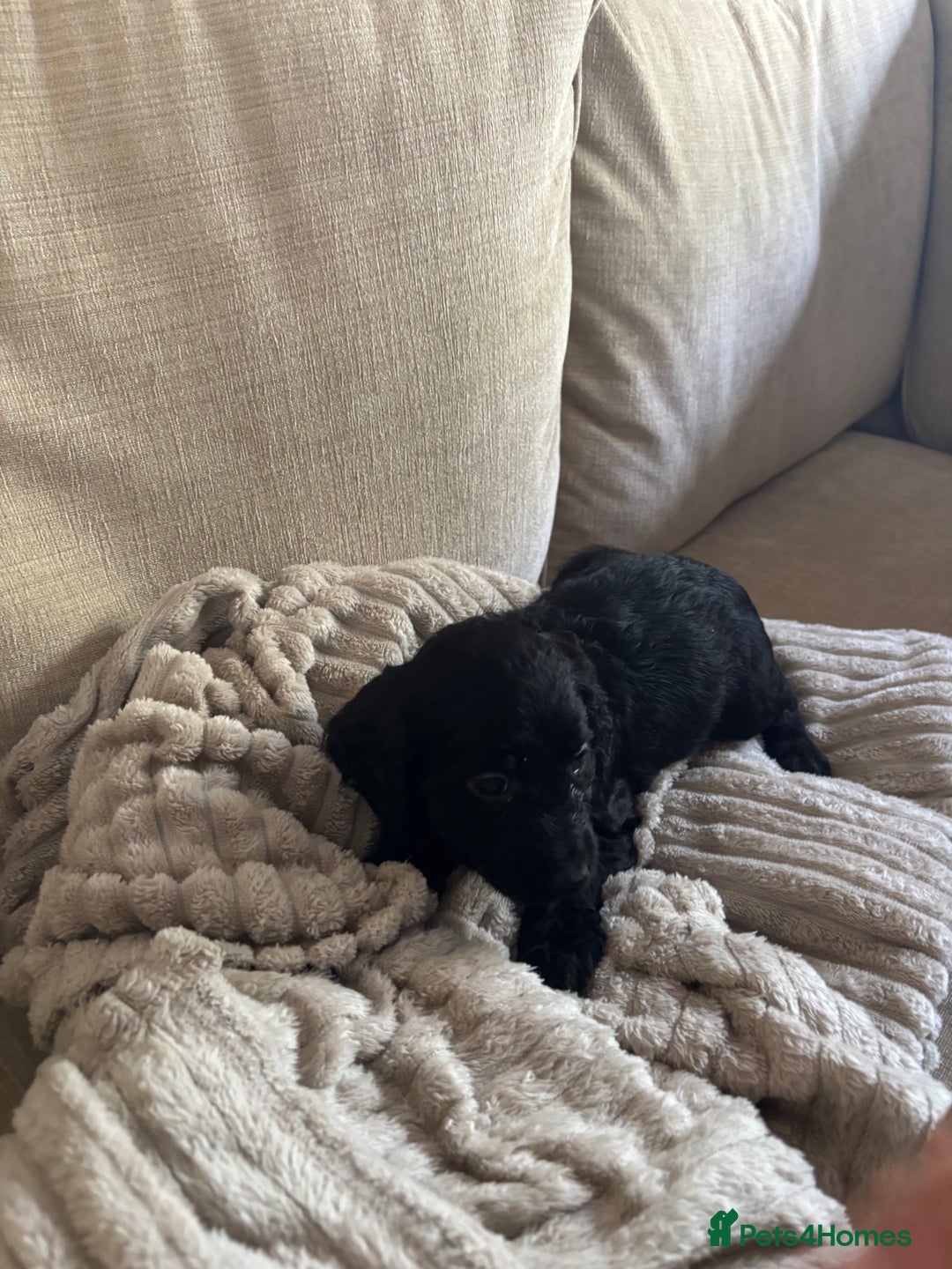Goldendoodle dogs for sale: 12 Stunning Goldendoodles - Image 29