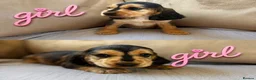 Cocker Spaniel dogs for sale: Beautiful Show-Type Cocker Spaniel Puppies in Dereham - Advert 5