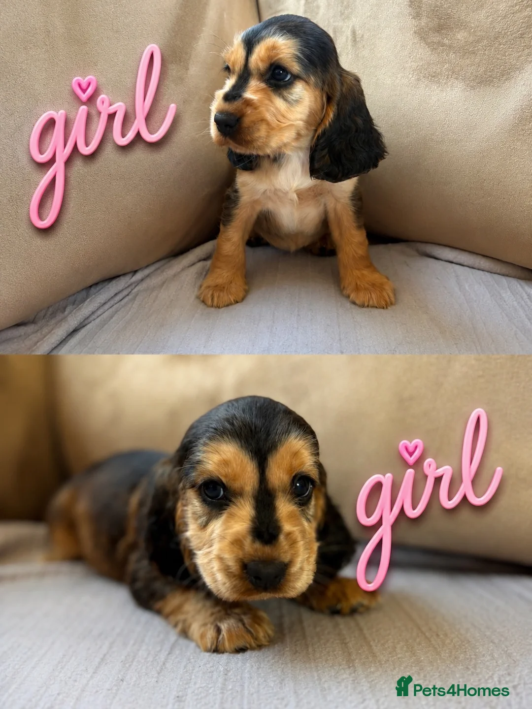 Cocker Spaniel dogs for sale: Beautiful Show-Type Cocker Spaniel Puppies in Dereham - Advert 5