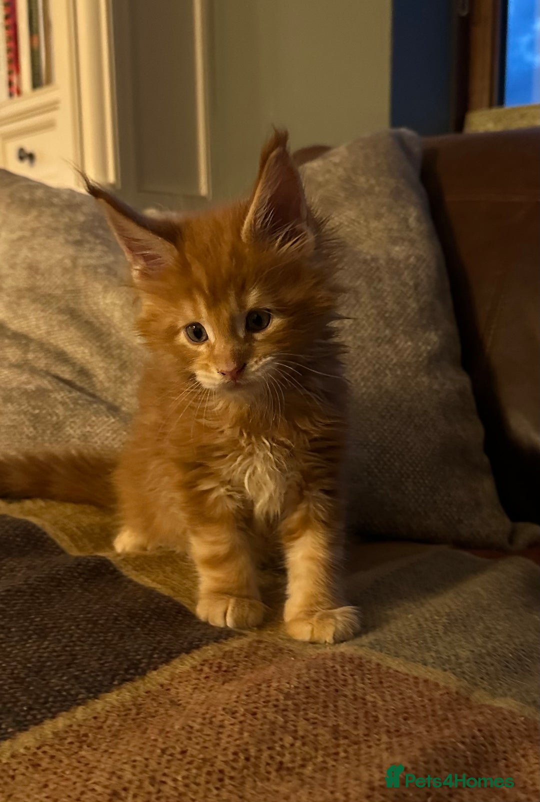 Maine Coon cats for sale: Riverbrue Maine Coon (Active-GCCF) - Image 10