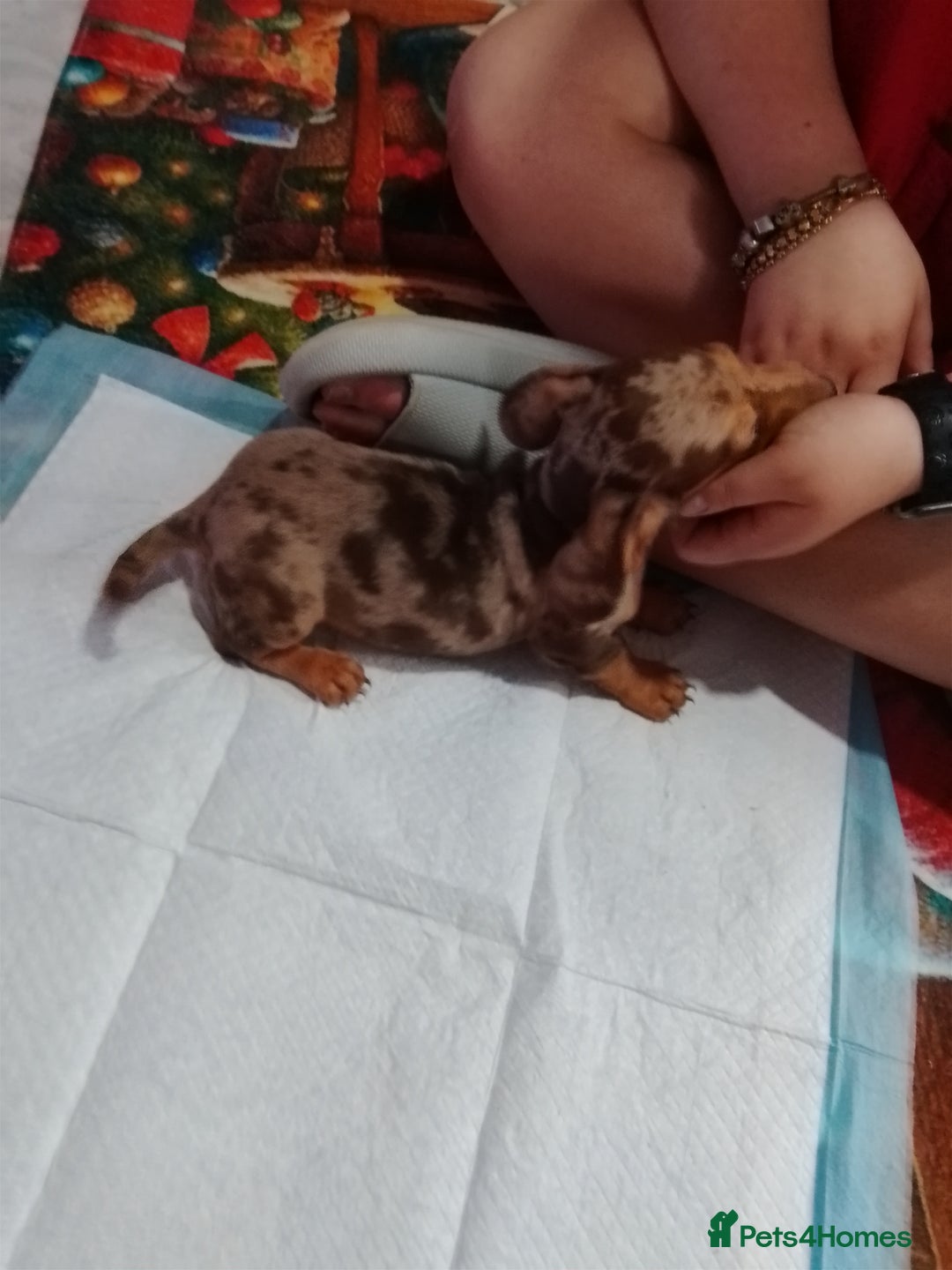 Mixed Breed dogs for sale: Jack dachshund  - Advert 10