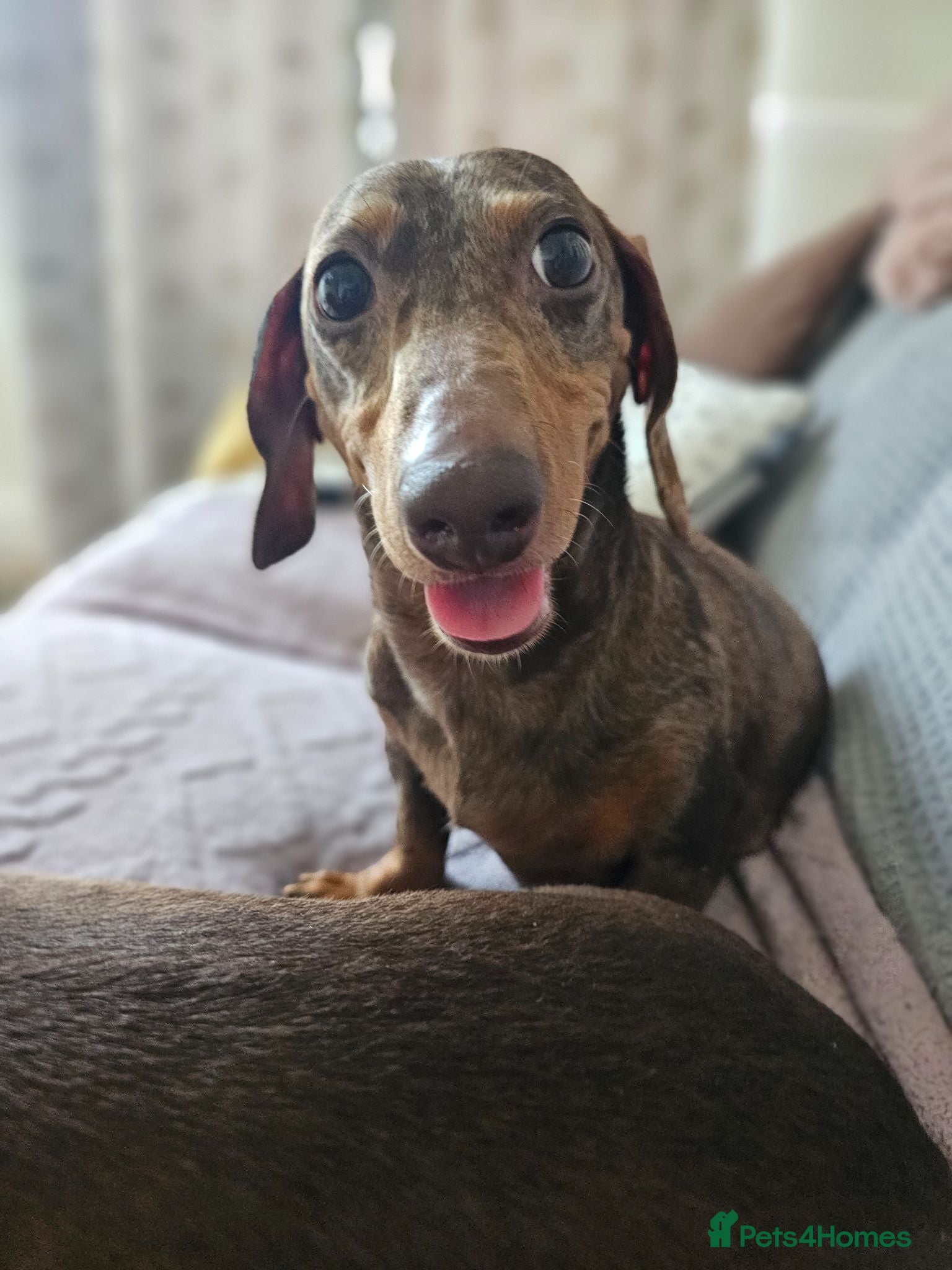 Dachshund dogs Miniture Dashshunds READY TO RESERVE - Advert 2