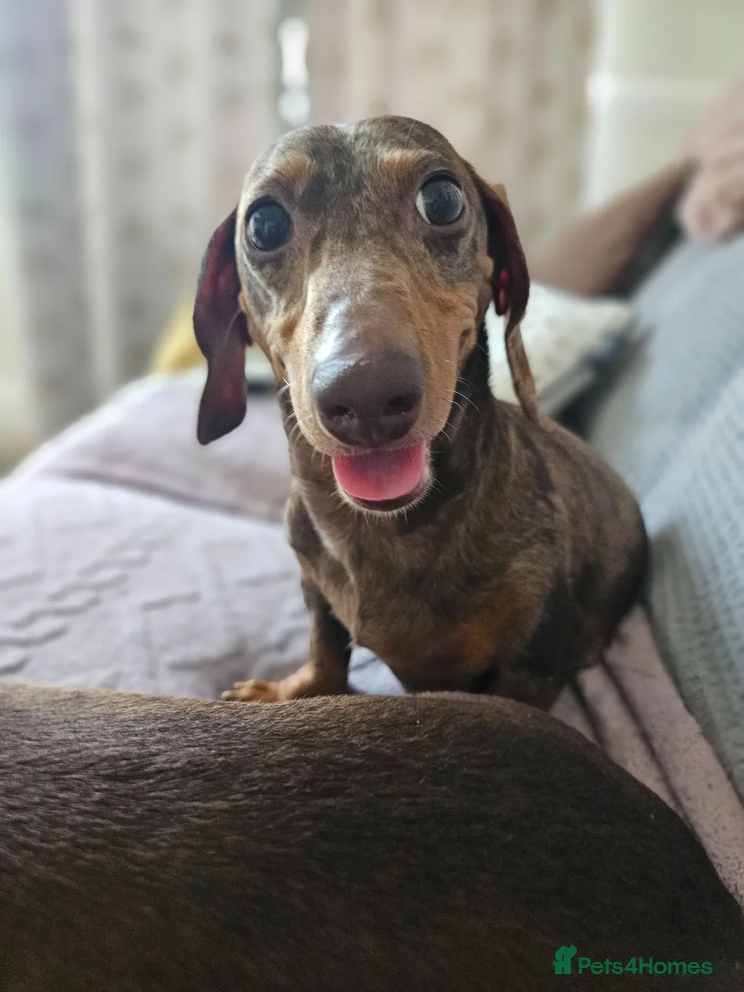 Dachshund dogs for sale: Miniture Dashshunds READY TO RESERVE - Advert 2