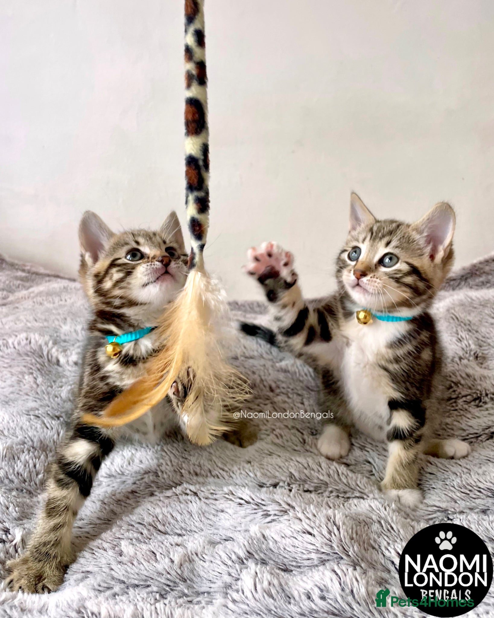 Bengal cats 💙🩵 BENGAL KITTENS 🩵💙 2 AVAILABLE! 🔥🔥 - Advert 2