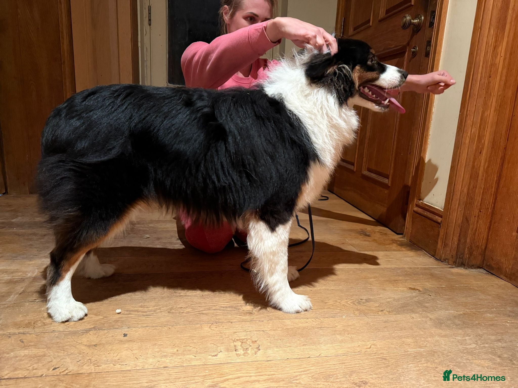 Australian Shepherd dogs Black tri show line Australian shepherd, KC reg - Advert 16