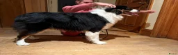 Australian Shepherd dogs for sale: Black tri show line Australian shepherd, KC reg - Advert 1