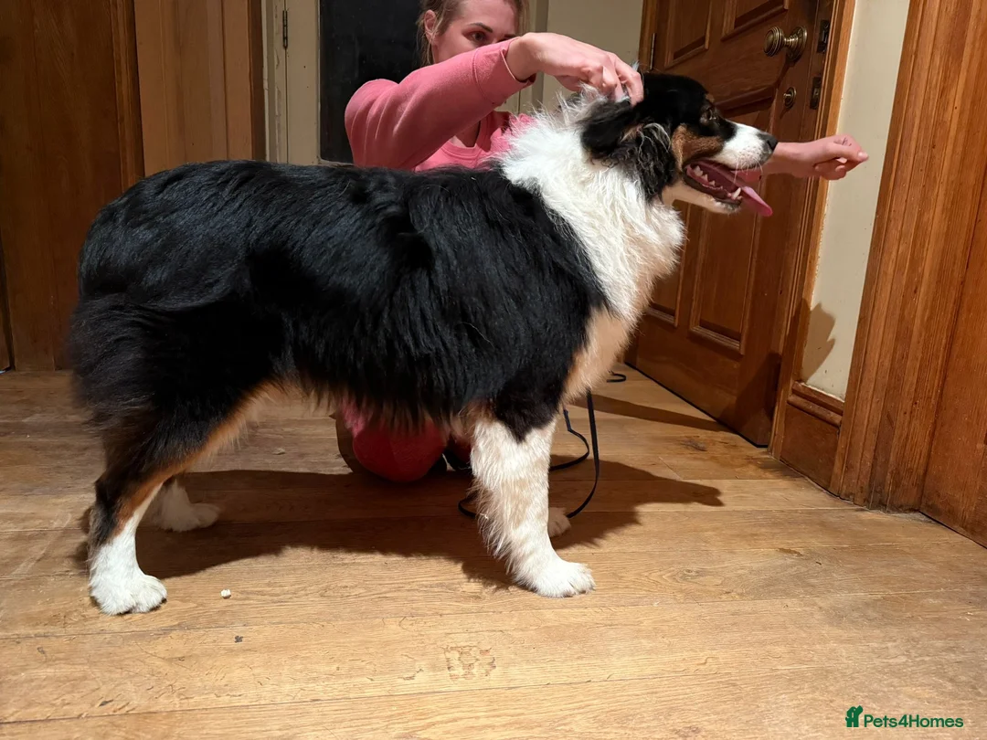 Australian Shepherd dogs for sale: Black tri show line Australian shepherd, KC reg - Advert 1