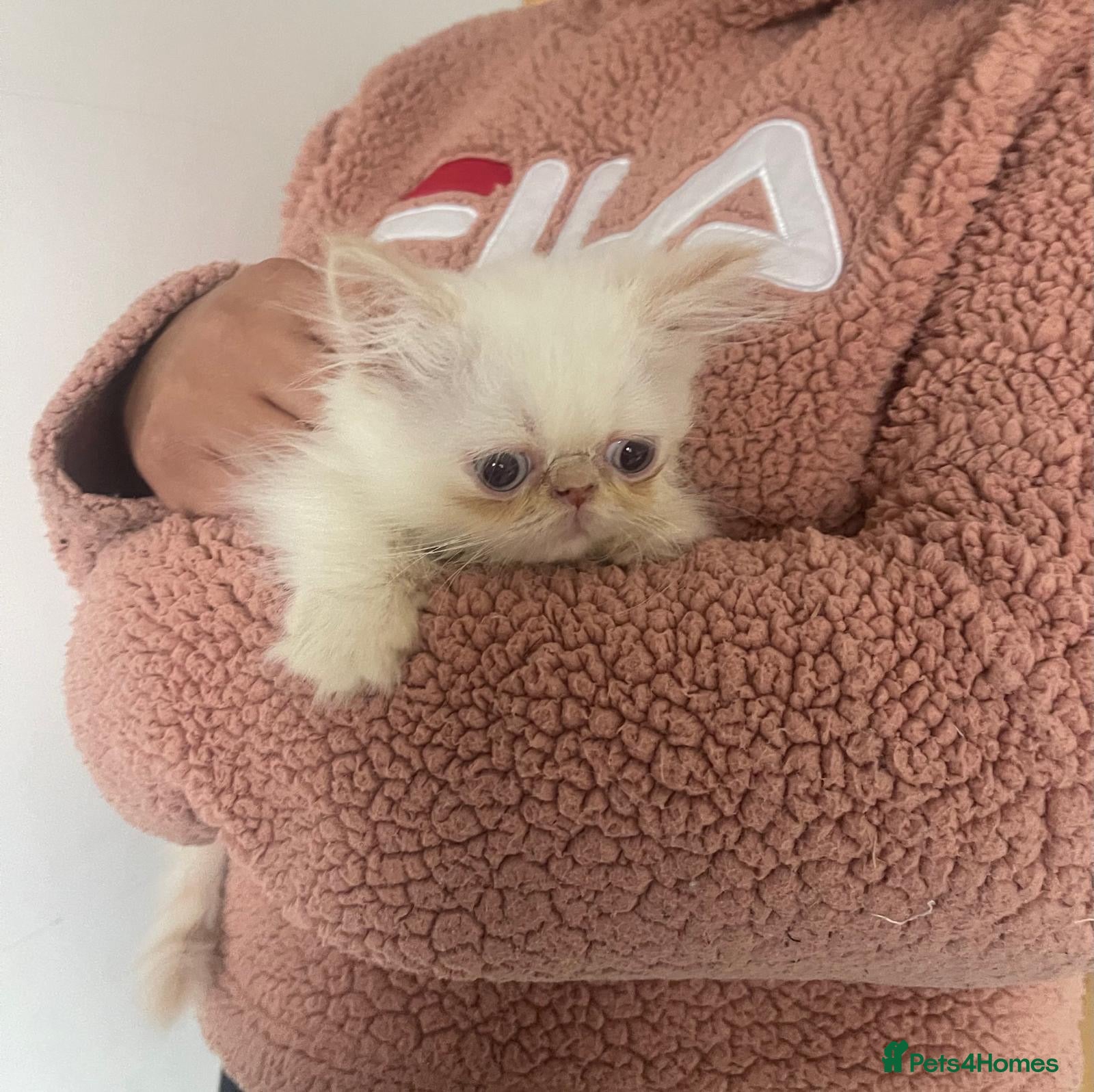 Persian cats Beautiful Blue Point Kittens - Advert 2