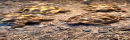 Hermann Tortoise reptiles for sale: HERMANNS TORTOISE YOUNGSTERS UK BRED AUTUMN 2025  - Advert 6