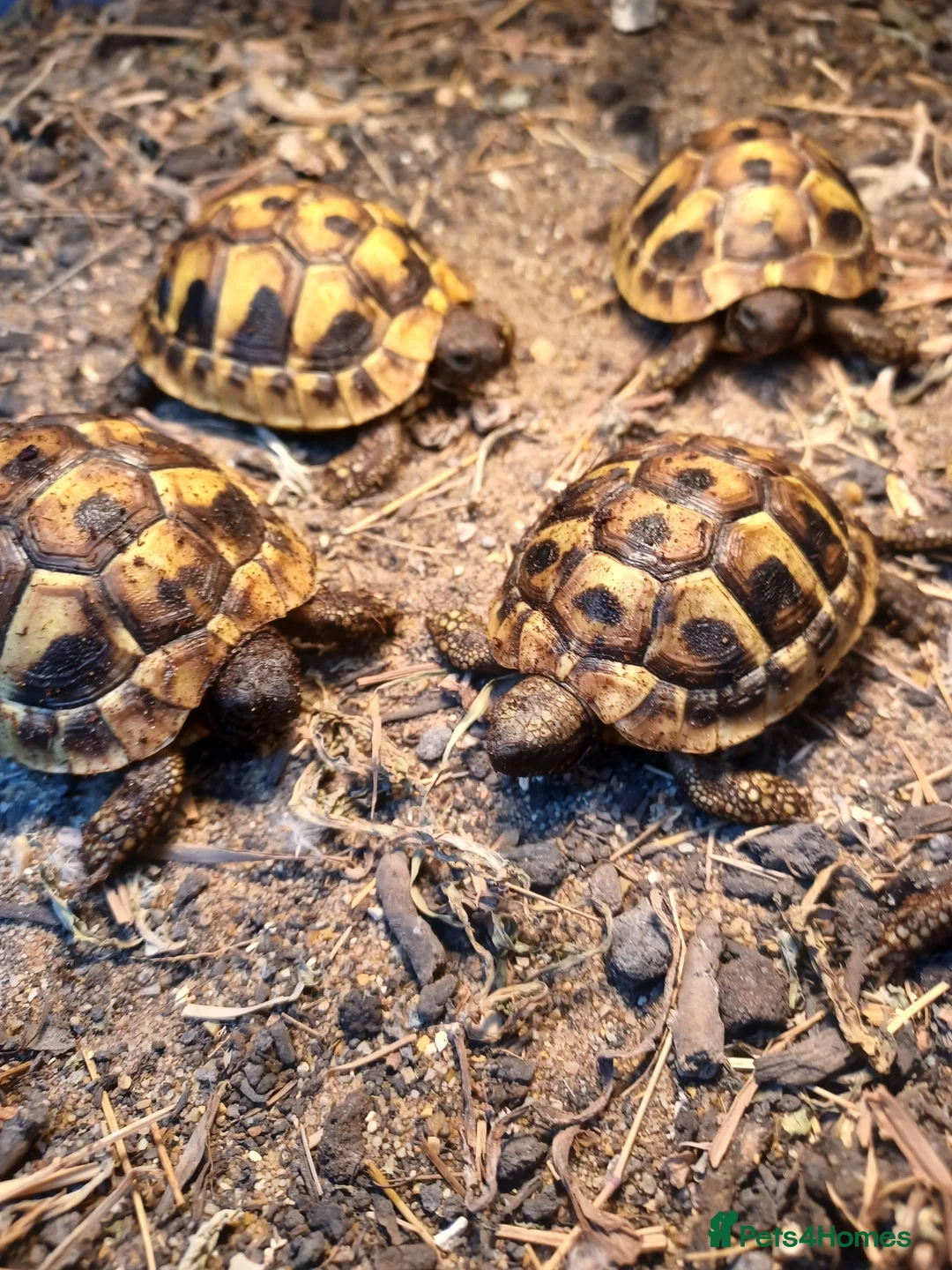 Hermann Tortoise reptiles for sale: HERMANNS TORTOISE YOUNGSTERS UK BRED AUTUMN 2025  - Advert 6