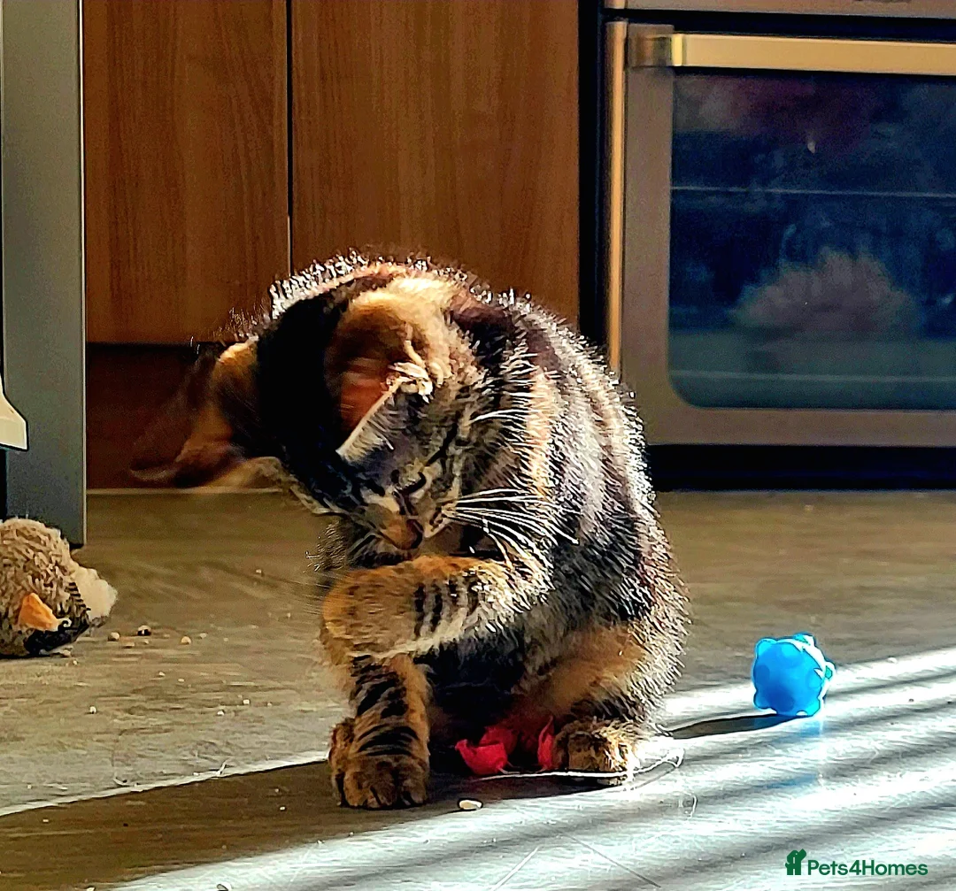 Bengal cats for sale: Kittens  - Advert 2