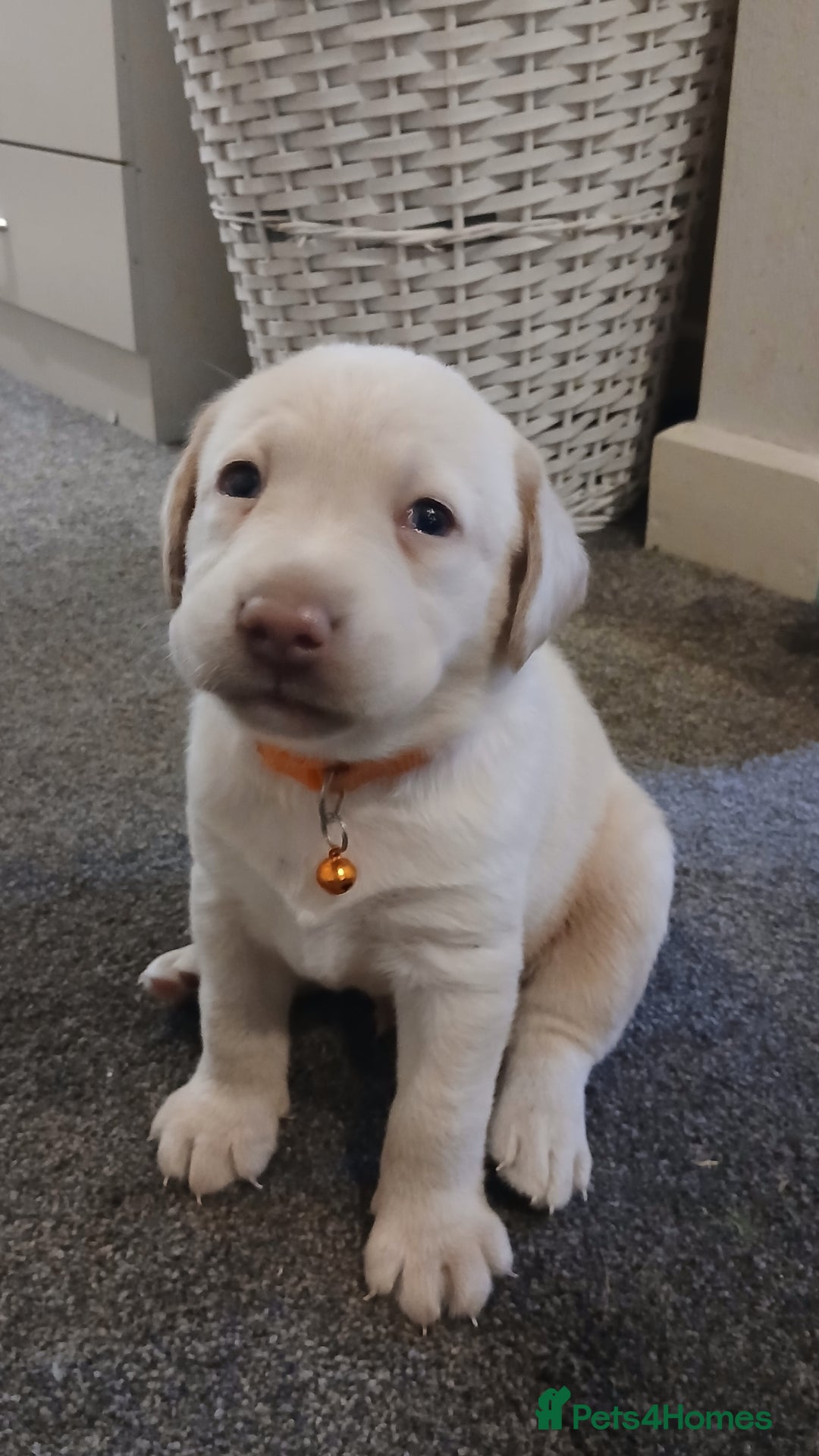Labrador Retriever dogs for sale: 3 gorgeous playful labrador puppies available - Image 2