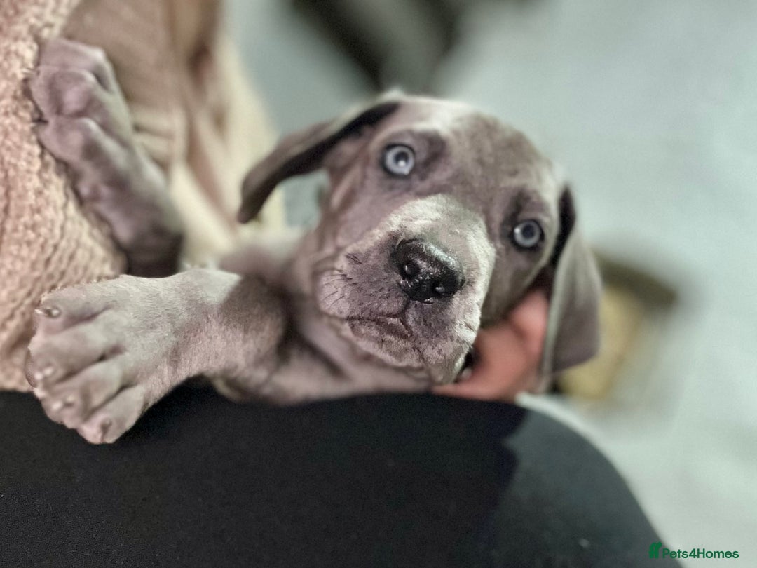 Great Dane dogs for sale: Stunning Great Dane Puppies  - Advert 4