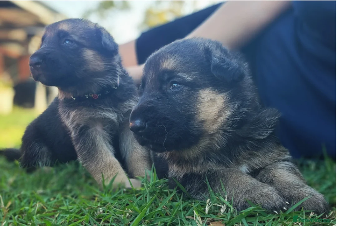 German Shepherd dogs for sale: 100% Healthy Pure Breed  German Shepherd Puppies  - Advert 2
