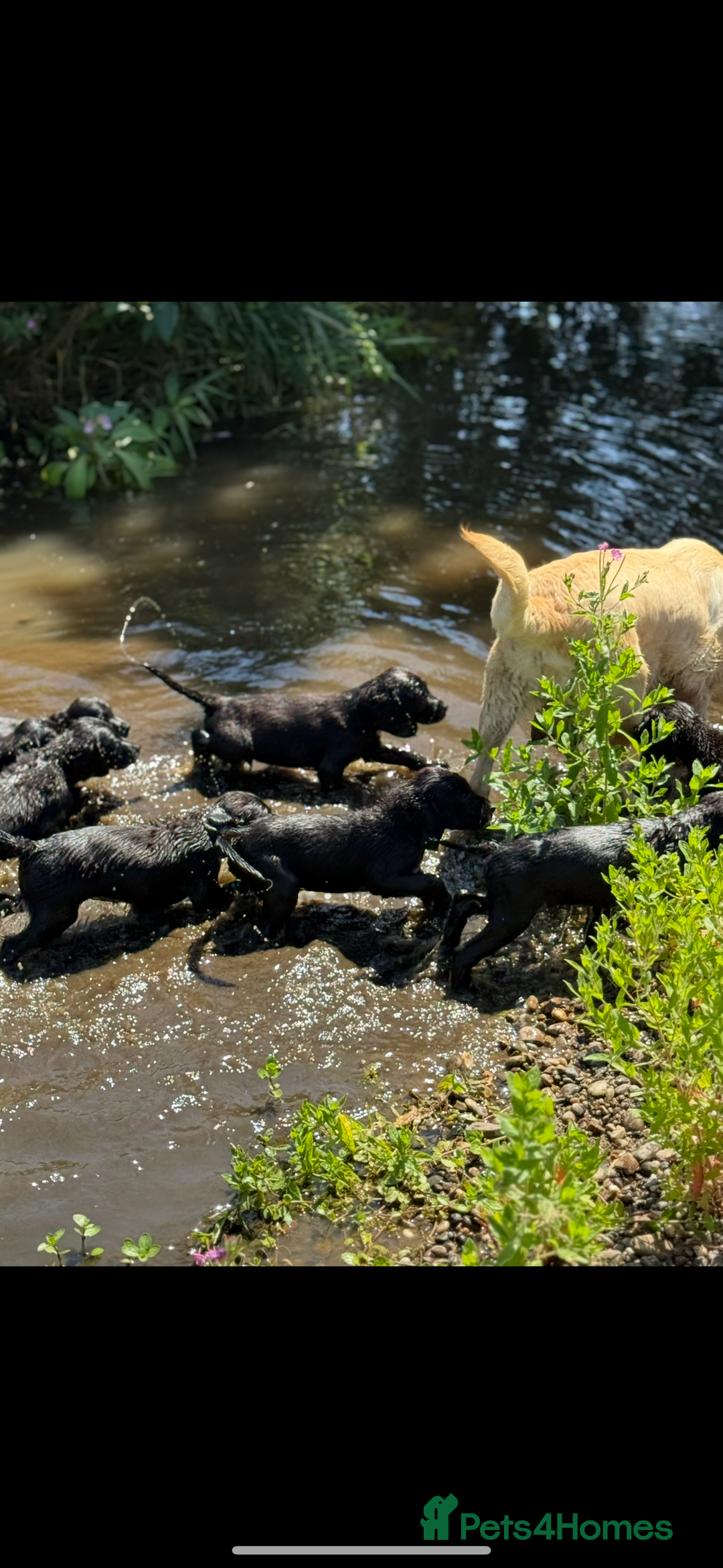 Springador dogs for sale: Gorgeous black Springador puppies   - Image 3