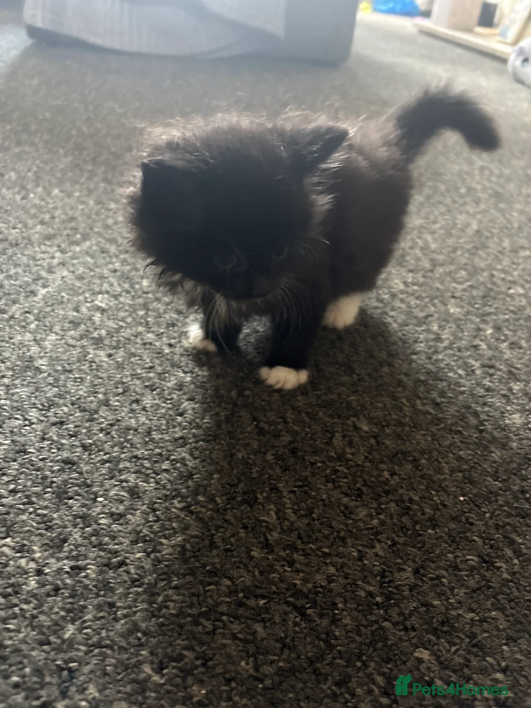 British Shorthair cats for sale: 6 black kittens - Advert 7