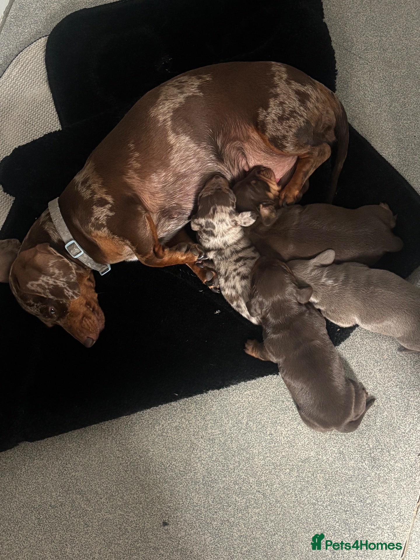 Miniature Dachshund dogs Miniature dachshund puppies  - Advert 1