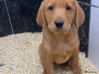 Labrador Retriever dogs READY- KC reg FTCH hereditary clear labradors - Advert 1