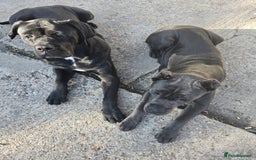 Cane Corso dogs for sale: Cane corso puppies rehom - Image 4