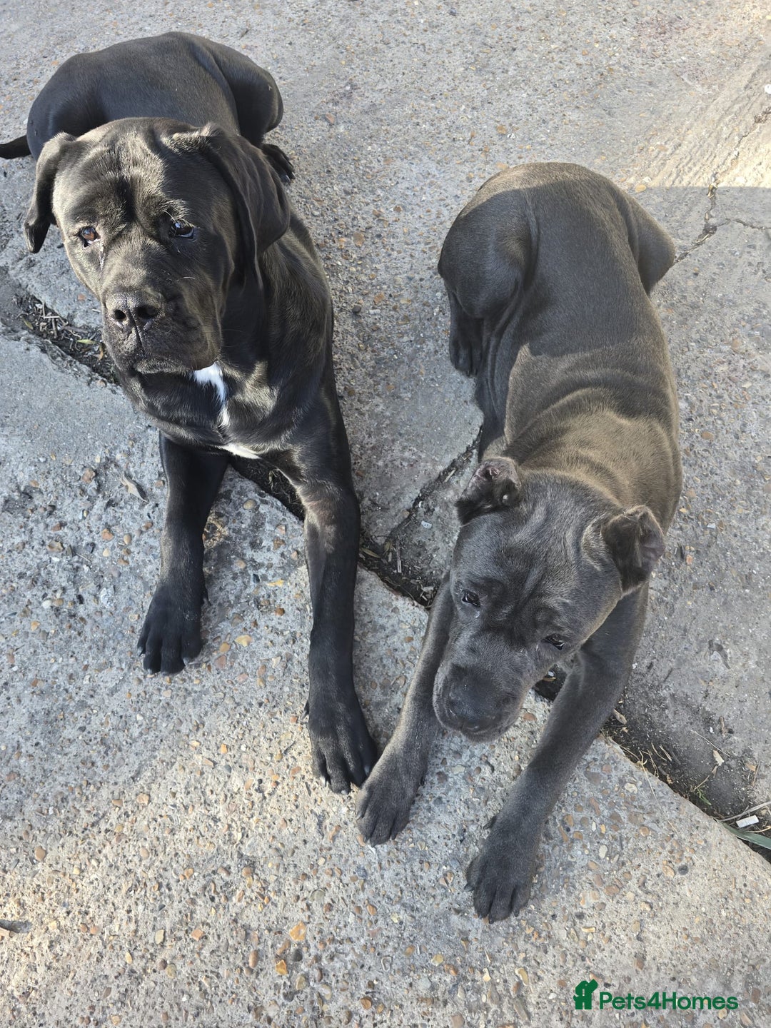 Cane Corso dogs for sale: Cane corso puppies rehom - Image 4