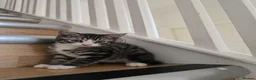 Mixed Breed cats for sale: Adorable Kittens Looking for Loving Homes baby cat in London - Advert 15