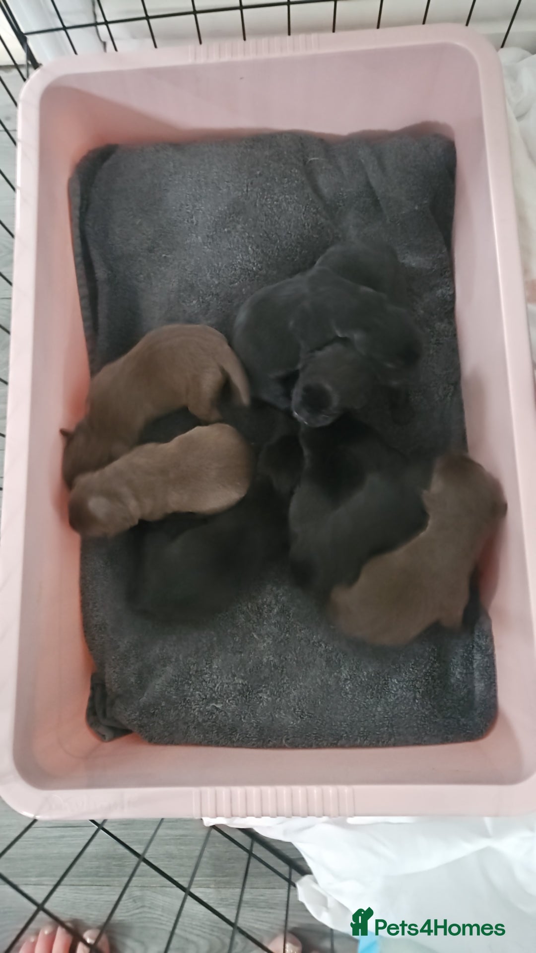 Borador dogs for sale: Labrador borador puppies - Advert 7