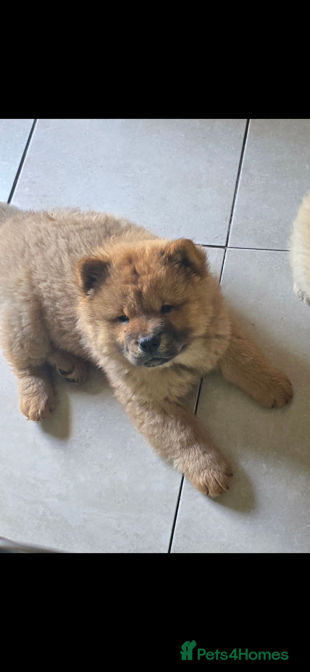 Chow Chow dogs for sale: QUALITY KC CHOWCHOW PUPPIES  in Wolverhampton - Image 15