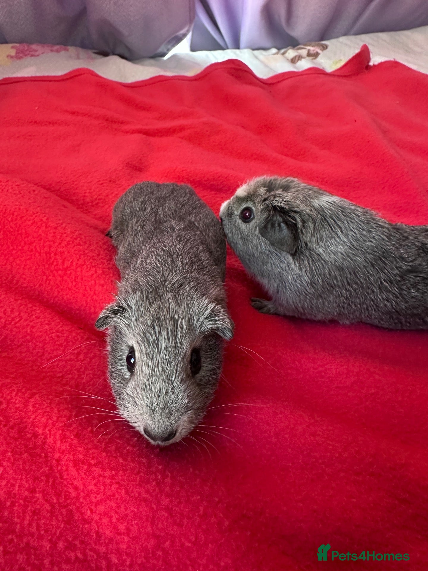 Guinea Pig rodents for sale: Gorgeous male guinea pigs  - Advert 1
