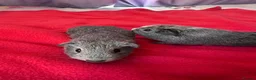 Guinea Pig rodents for sale: Gorgeous male guinea pigs  in Hereford - Advert 1