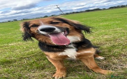 Mixed Breed dogs for sale: Ed our lovable family dog  - Image 3