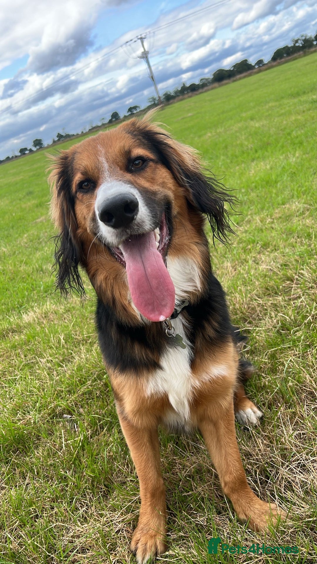 Mixed Breed dogs for sale: Ed our lovable family dog  - Image 3