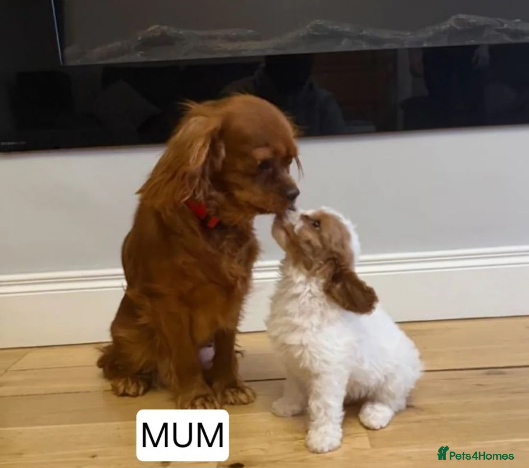 Cavapoo dogs for sale: Gorgeous Cavapoo puppies  - Advert 3