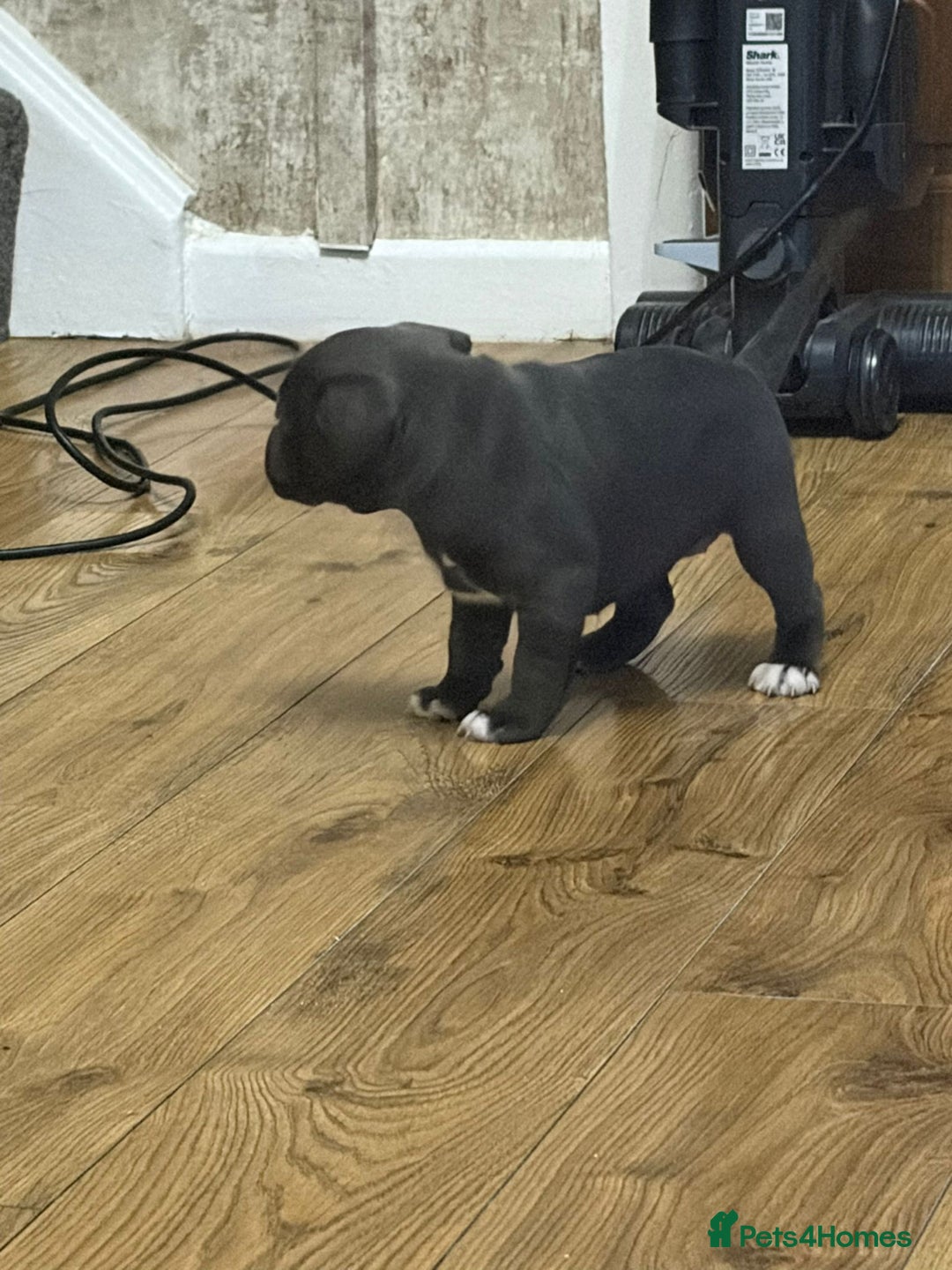 Staffordshire Bull Terrier dogs for sale: Blue Staffordshire bull Terrier pups  - Advert 19