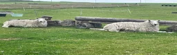Sheep livestock for sale: 2 pet sheep in Dumfries - Advert 6
