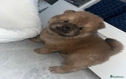 Chow Chow dogs for sale: CHOW CHOW PUPPIES  - Advert 8