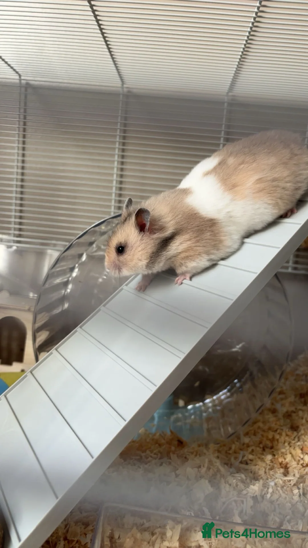 Hamster rodents for sale: Female Syrian hamster for sale.  - Advert 1