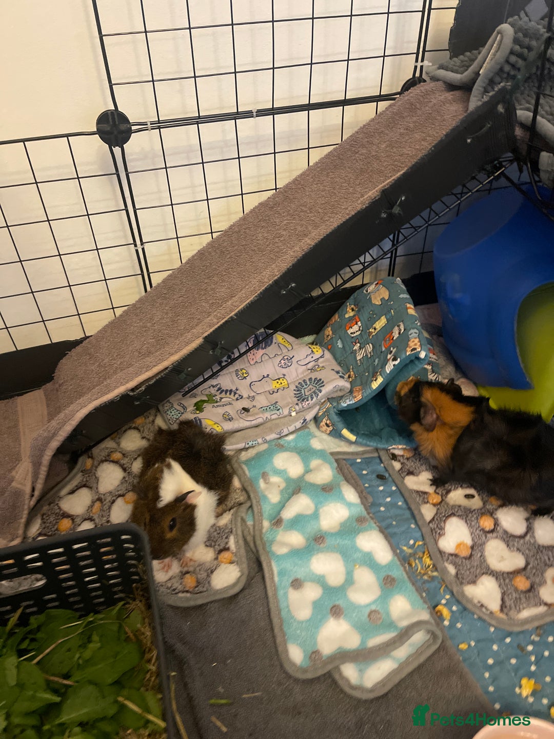 Guinea Pig rodents for sale: Mother and 3 babies  - Image 2