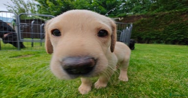 Labrador Retriever dogs in Kinross - Advert 2