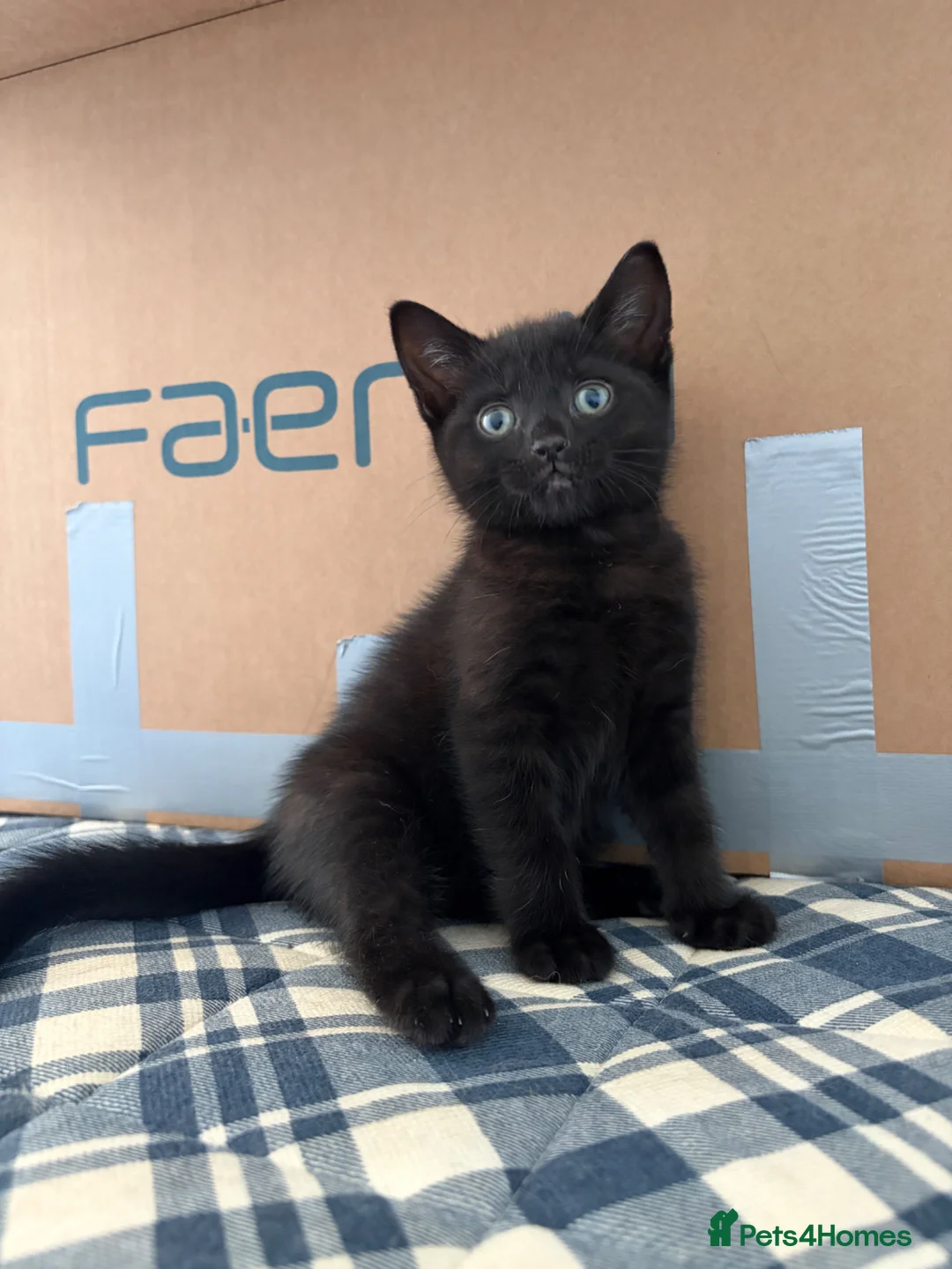 Mixed Breed cats for sale: 2 male kittens ready to go in March - Advert 2