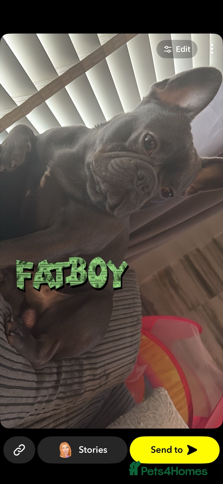 French Bulldog dogs for stud: Looking to stud my French bulldog Winston  - Advert 1