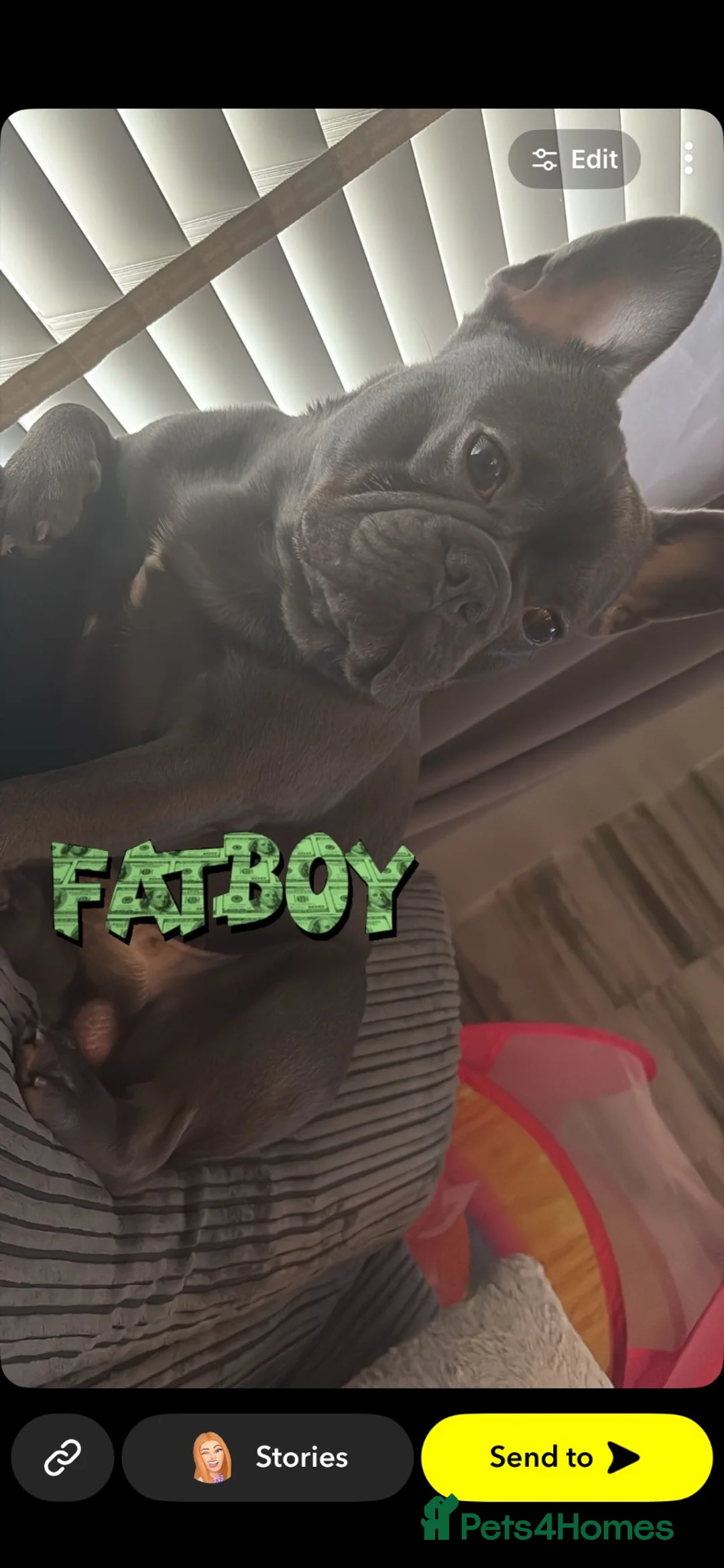 French Bulldog dogs for stud: Looking to stud my French bulldog Winston  - Advert 1