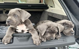 Cane Corso dogs for sale: Elite Champion Bloodline Cane Corso puppies - Image 11