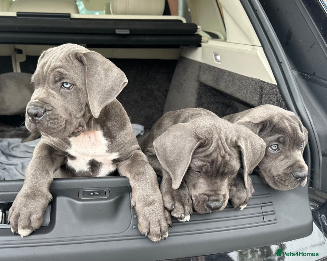 Cane Corso dogs for sale: Elite Champion Bloodline Cane Corso puppies - Image 11