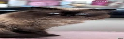 Persian cats for sale: Stunning Himalayan Persians - Advert 8