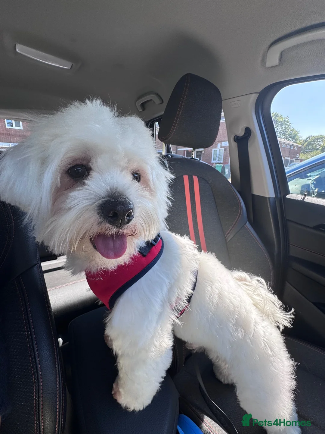 Maltese dogs for stud: Male for Stud in Manchester - Advert 2