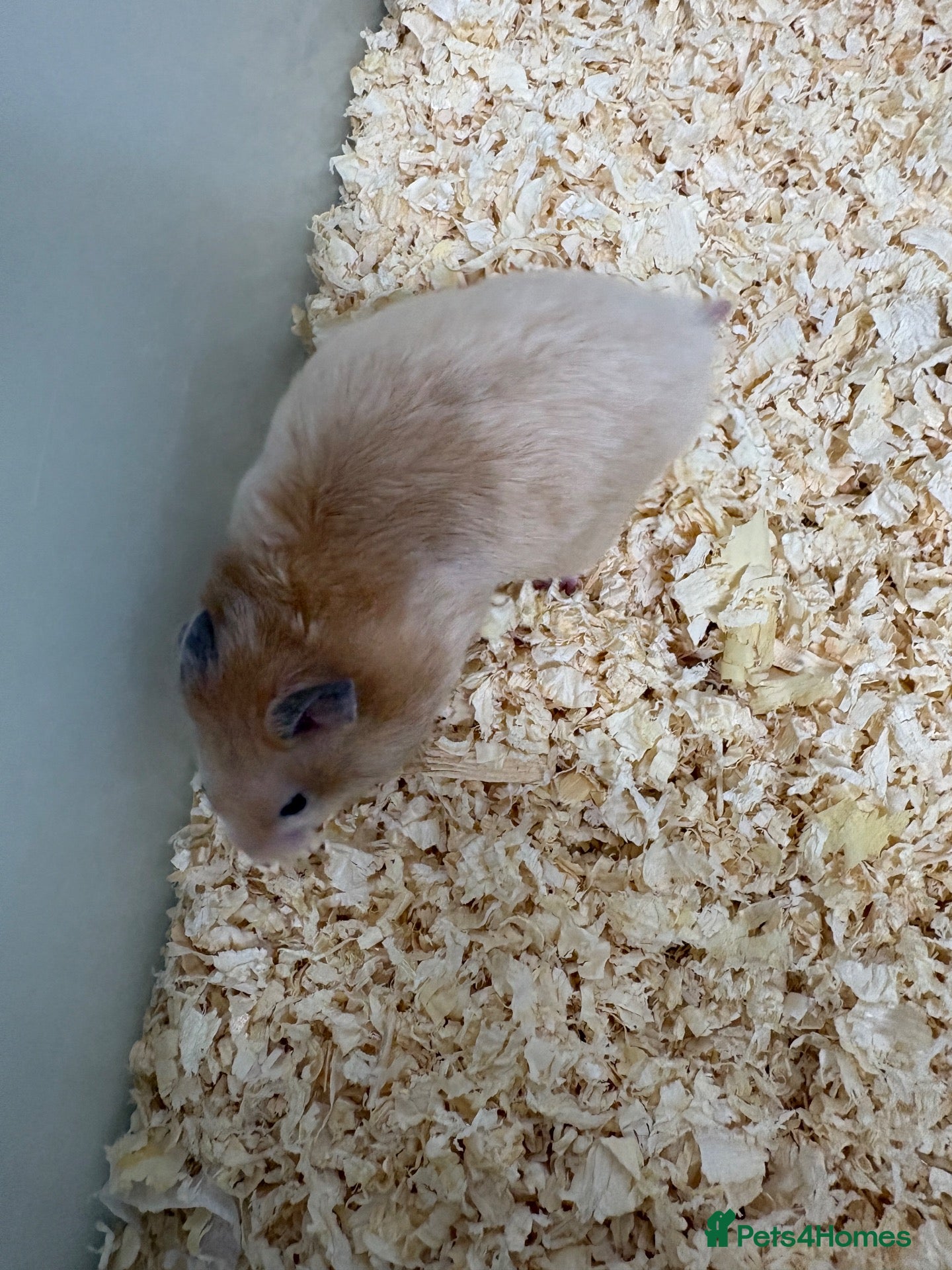 Hamster rodents Baby Syrian hamsters - Advert 5